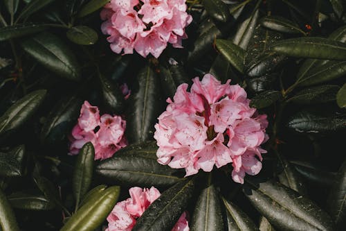 Close-up of Pink Azaleas 