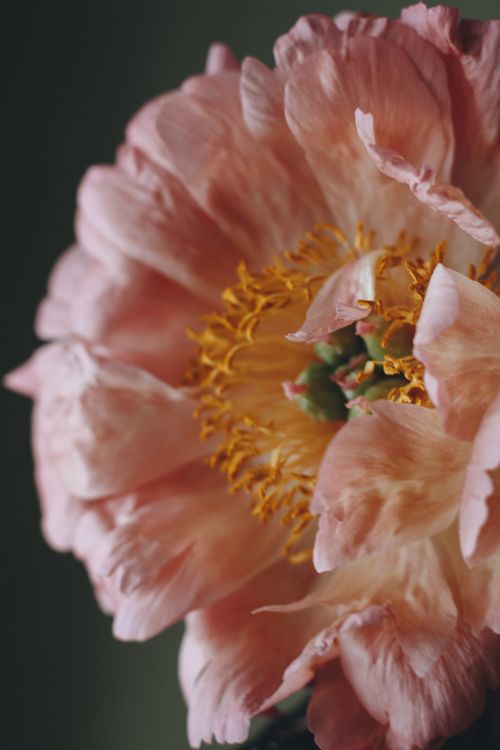 Free A soothing close-up of a delicate pink peony flower with gentle light, ideal for floral decorations. Stock Photo