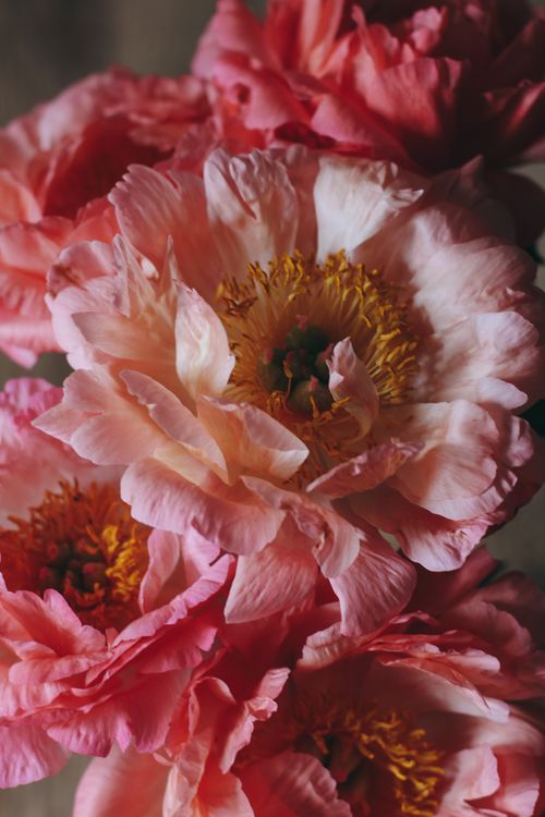 Free A close-up of vibrant pink peonies in bloom capturing the intricate floral texture and colors. Stock Photo