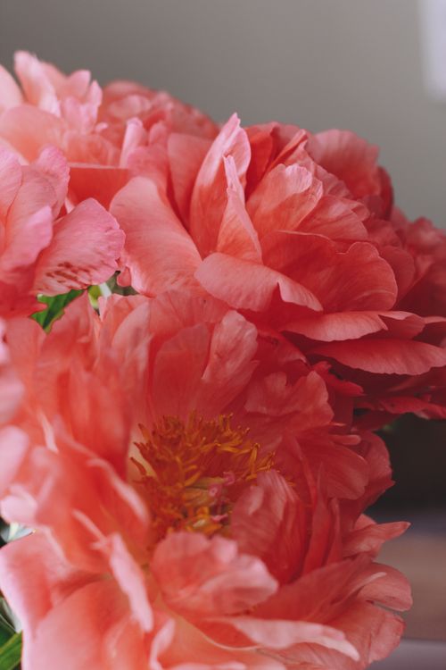 Free Delicate close-up of vibrant pink peony flowers with intricate petals and lush color. Stock Photo