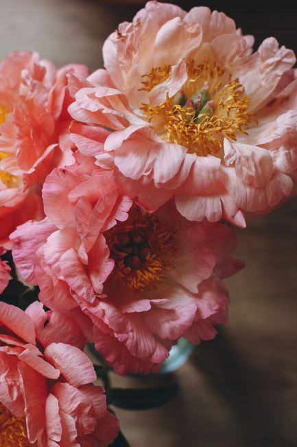 A beautiful close-up shot of pink peonies showcasing their delicate petals and vibrant colors.