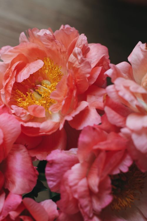 Free A detailed close-up of vivid pink peonies showcasing their delicate petals in a soft light. Stock Photo