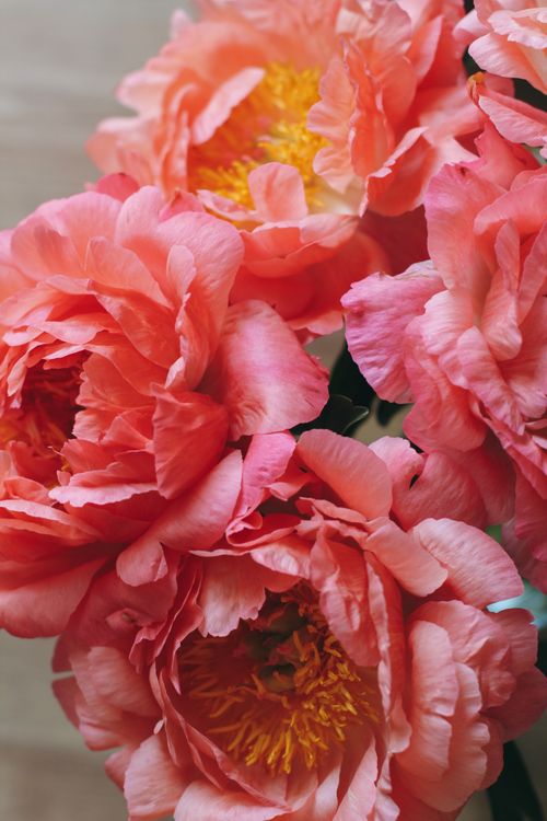 Free Beautiful close-up of vibrant pink peonies showcasing delicate petals and detailed texture. Stock Photo