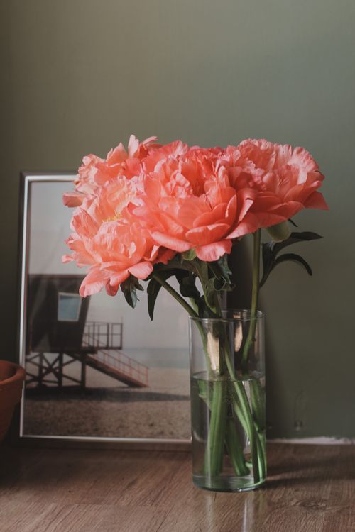 Free Vibrant pink peonies in a glass vase add a touch of elegance to any room. Stock Photo
