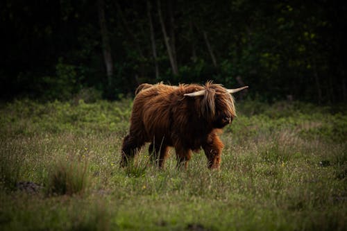 Gratis stockfoto met bruine vacht, dierenfotografie, fluffig