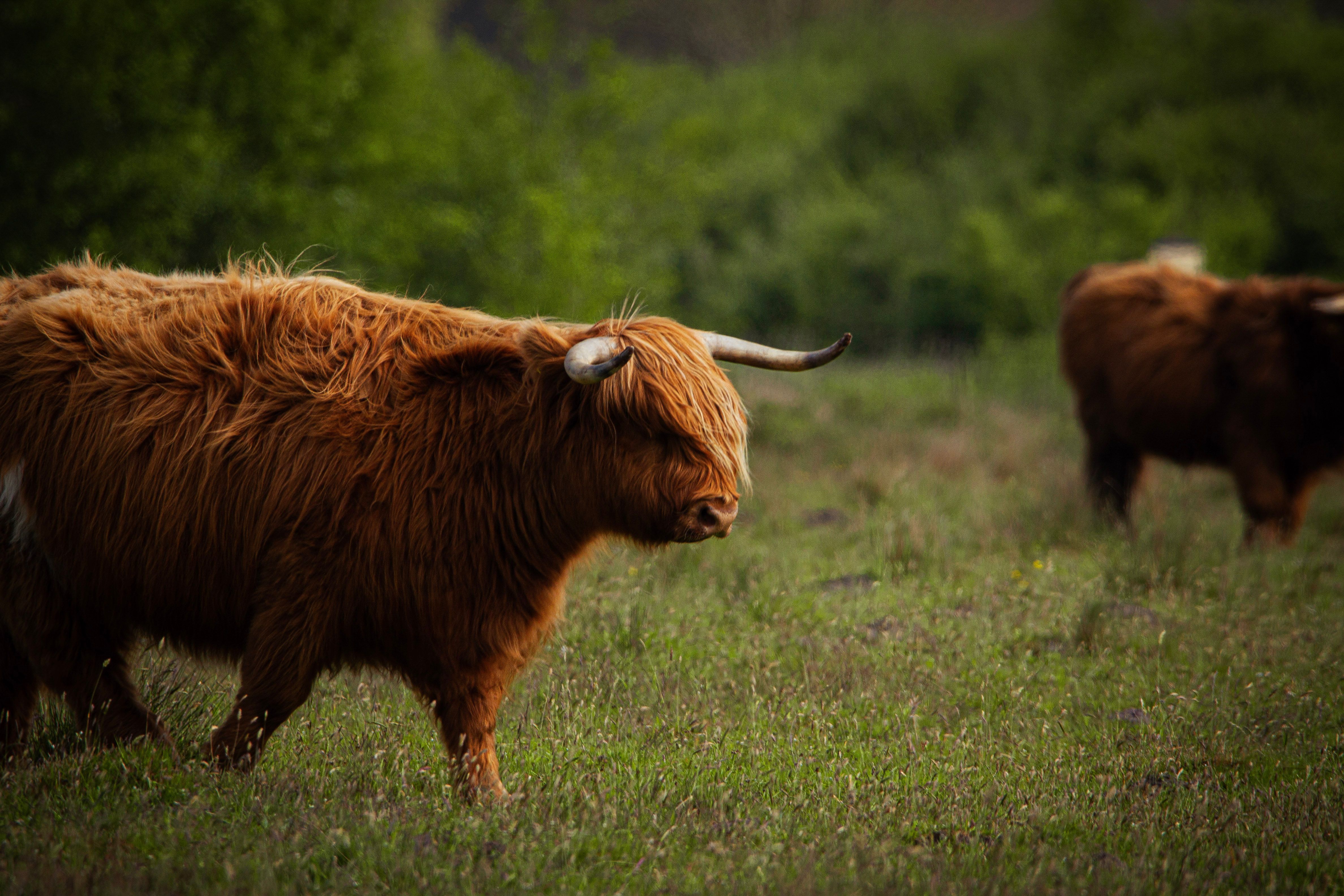 Highland Cattle on Pasture · Free Stock Photo