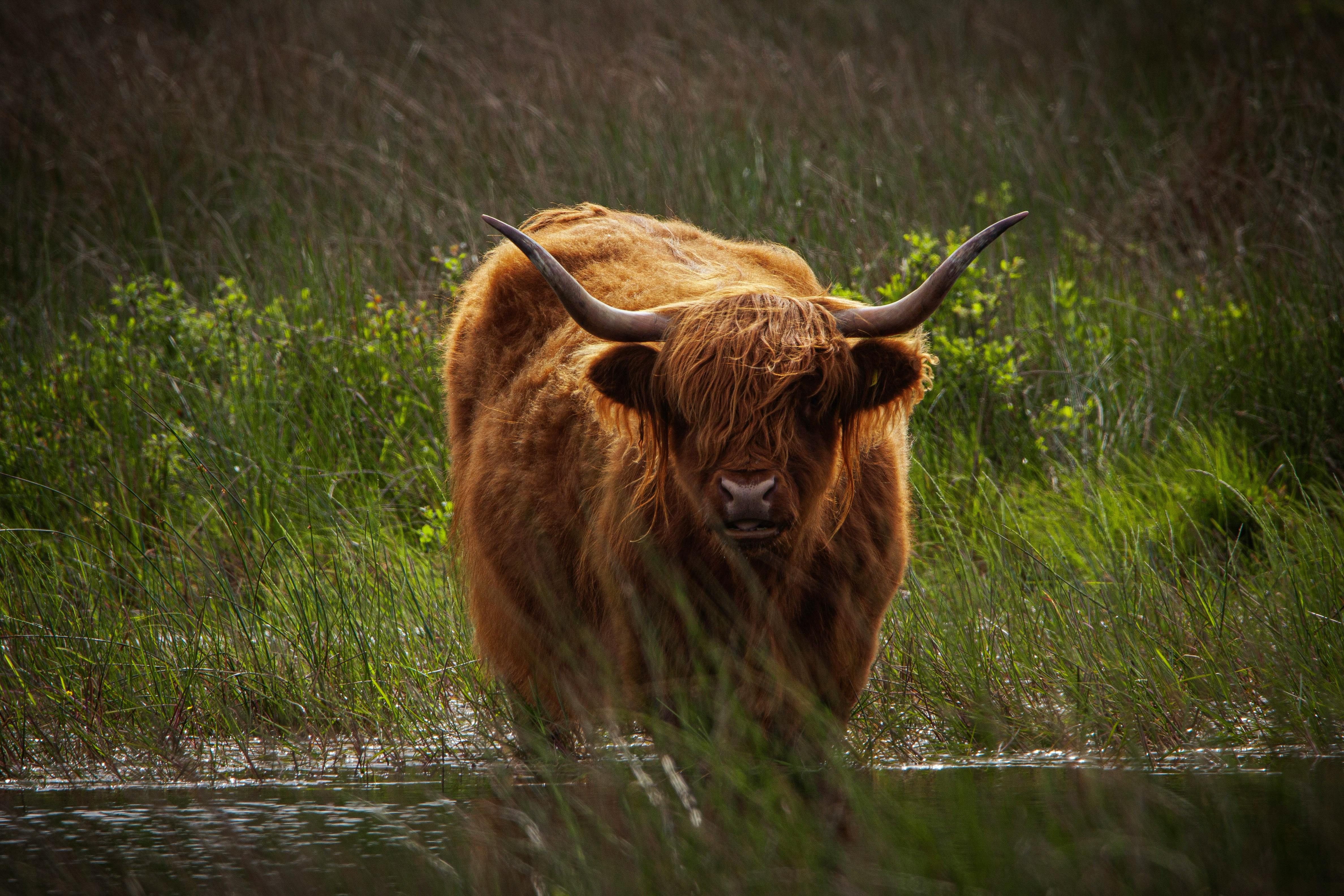 Gratuit Photos gratuites de @extérieur, agriculture, animal à cornes Photos