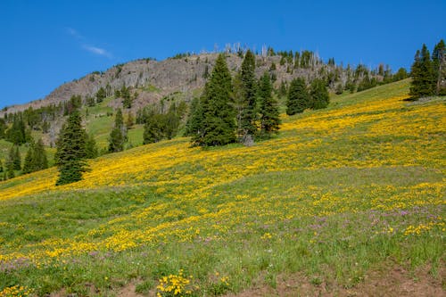 Yellow Flower in Mountain Meadow