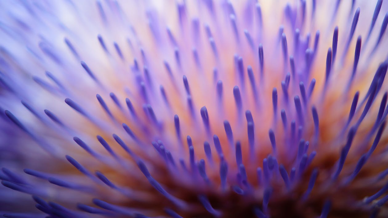 無料 マイクロsdレンズの紫と白の花 写真素材