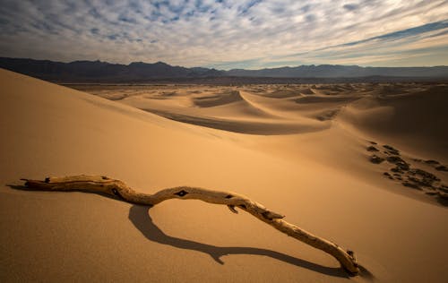 Dried Branch on Desert