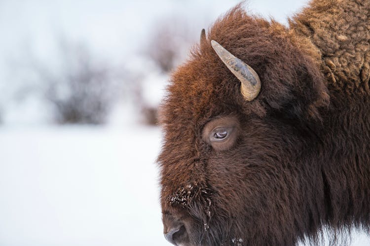 Close-up Of A Head Of Bison In Winter 