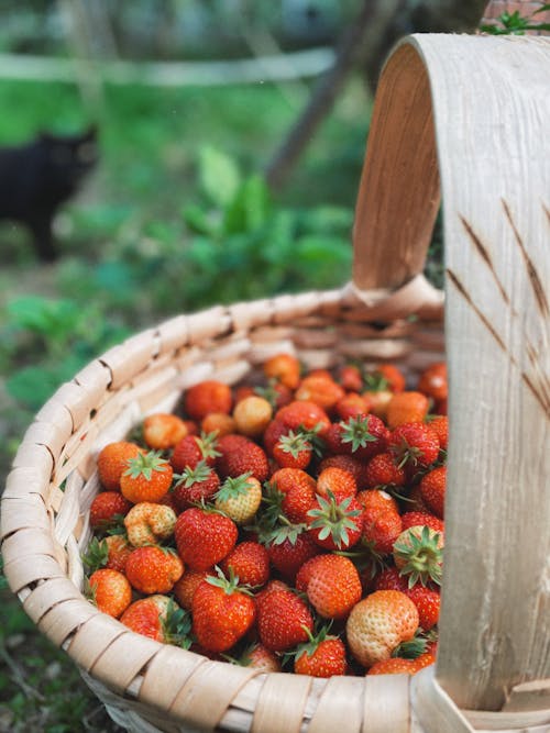 Kostnadsfri bild av färsk, jordgubbar, korg