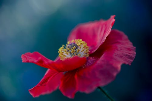 Head of a Blooming Poppy
