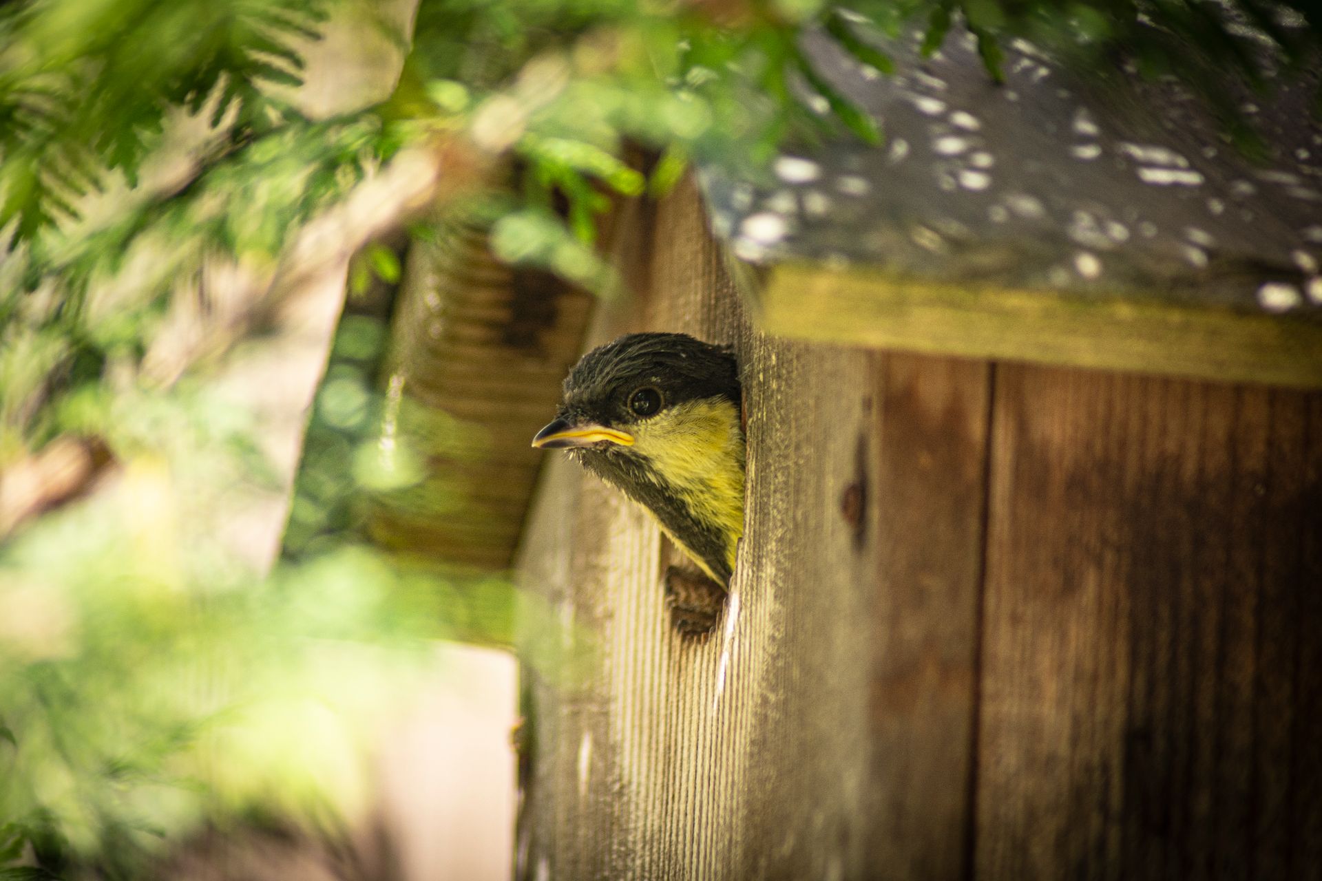 A small bird peeks out from a wooden birdhouse surrounded by lush greenery.