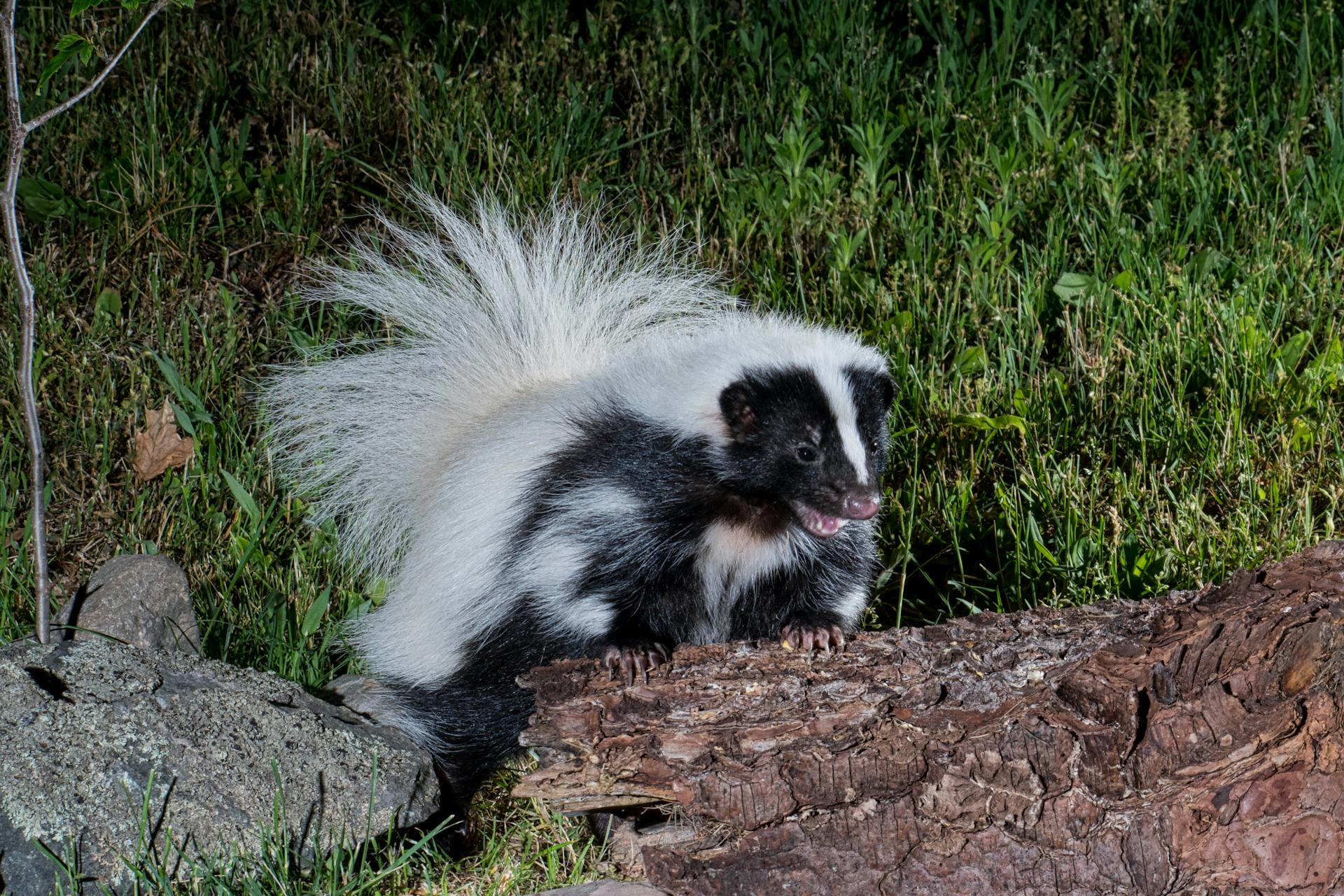 A Hooded Skunk