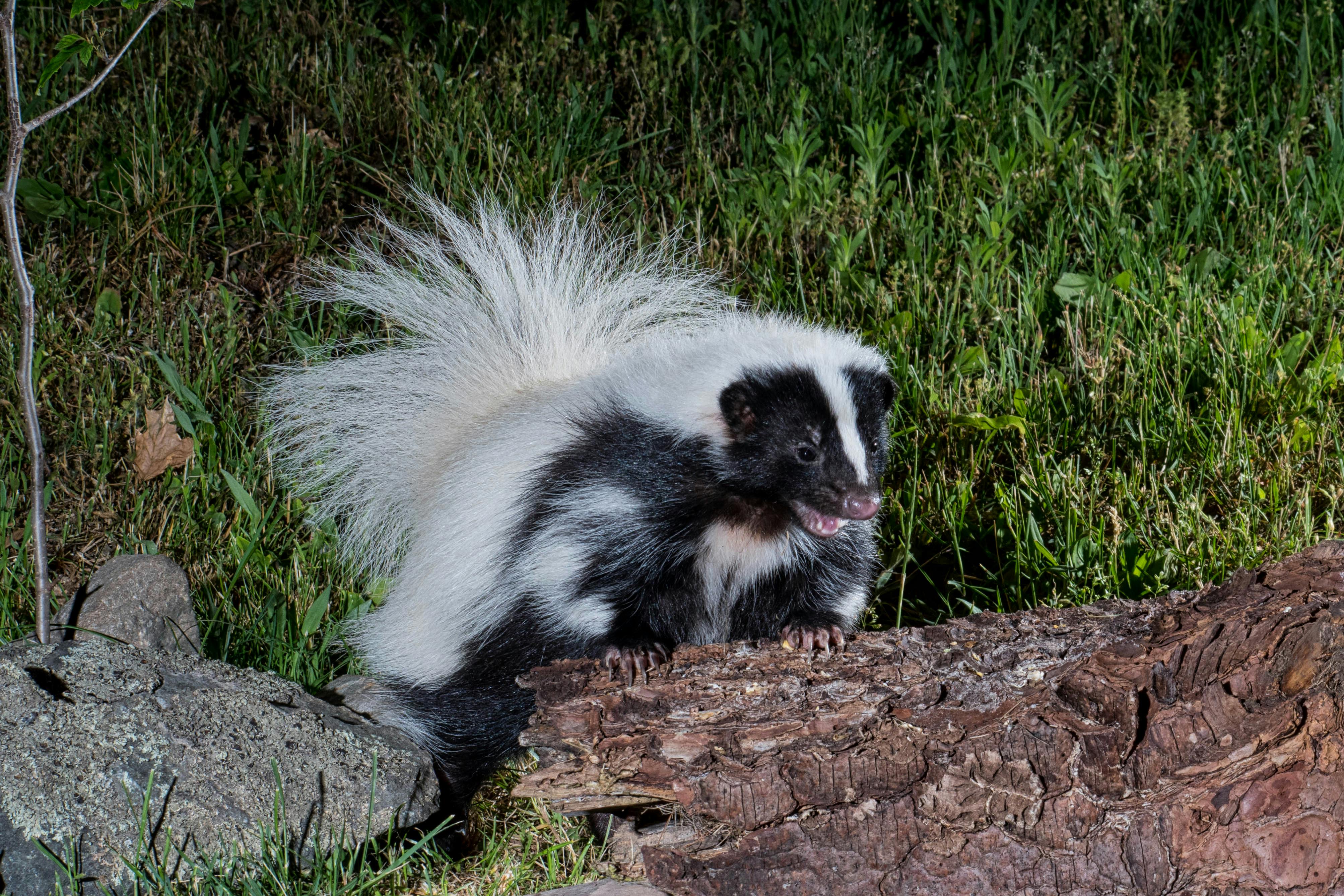 Skunk