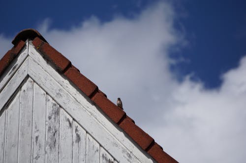 Foto profissional grátis de ave, carduelis cannabina, céu azul