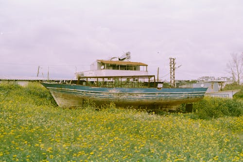 Бесплатное стоковое фото с весельная лодка, весна, желтые полевые цветы