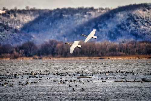 Flock of Birds in Winter with Two Geese Flying in the Foreground
