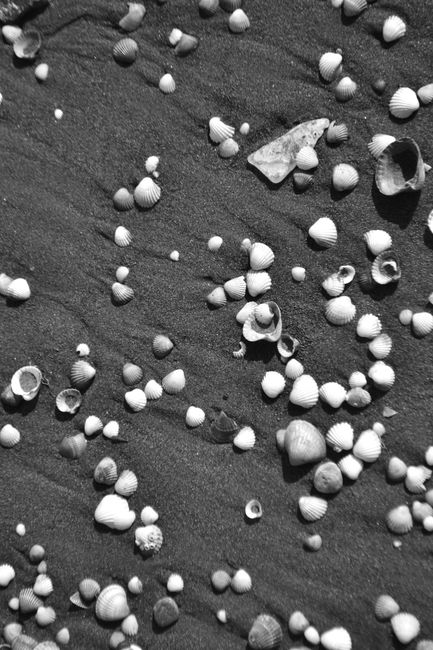 A striking black and white photo of seashells scattered on a sandy beach, offering a natural texture.