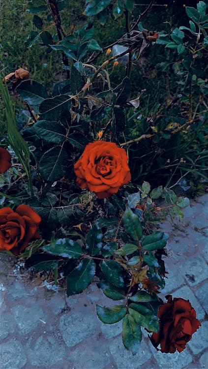 คลังภาพถ่ายฟรี ของ กุหลาบสีแดง, ดอกกุหลาบ