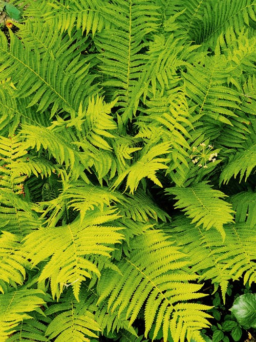 Vibrant Green Ferns