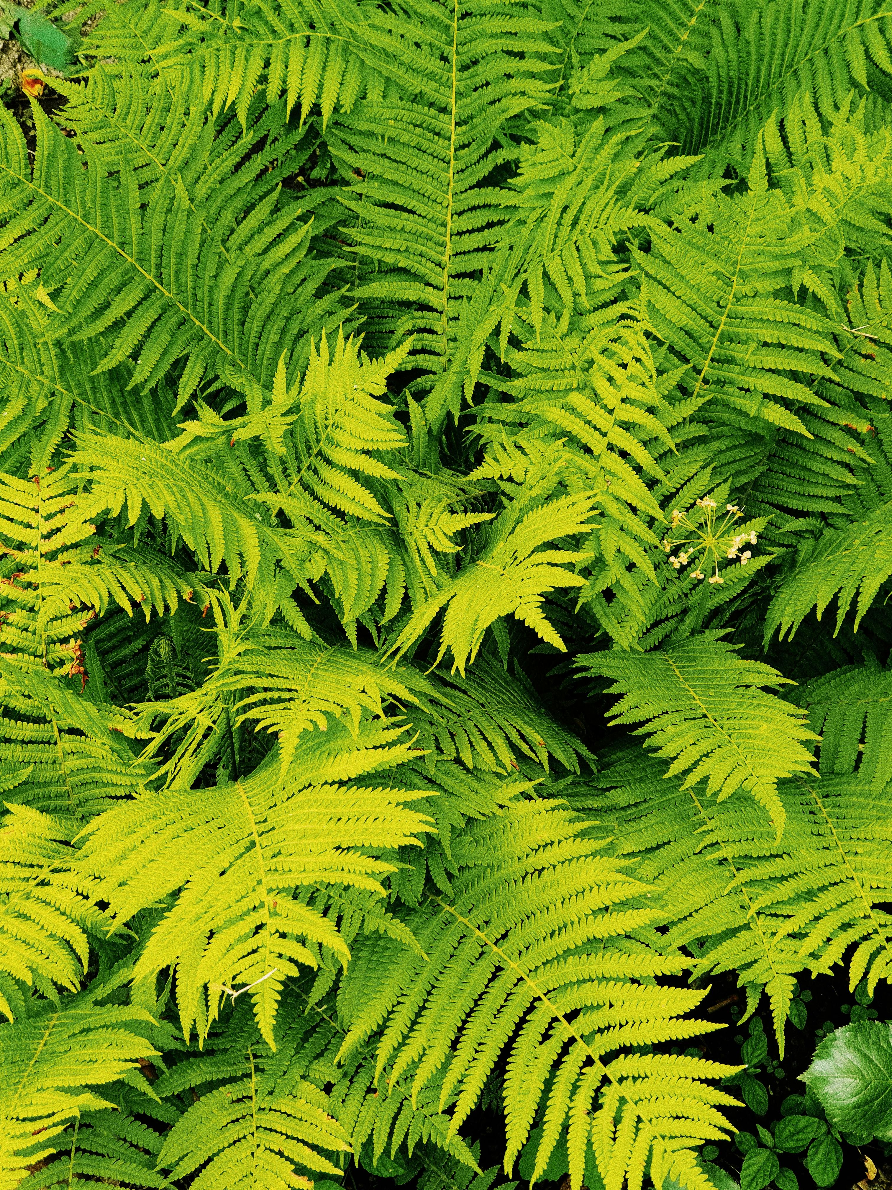 Vibrant Green Ferns · Free Stock Photo