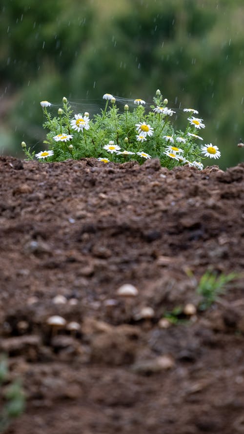 Gratis arkivbilde med bakken, blomster, frisk