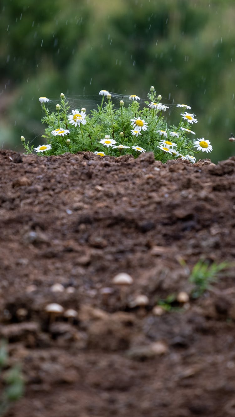 Soil And Daisies Behind