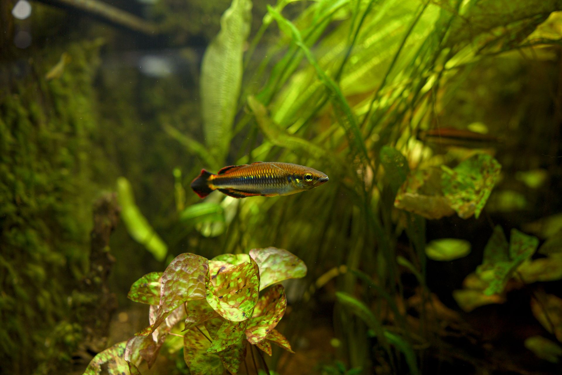 A colorful fish swims gracefully in a lush, green tropical aquarium setting.