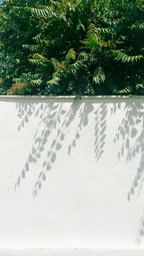 Бесплатное стоковое фото с белая стена, вертикальный выстрел, листья