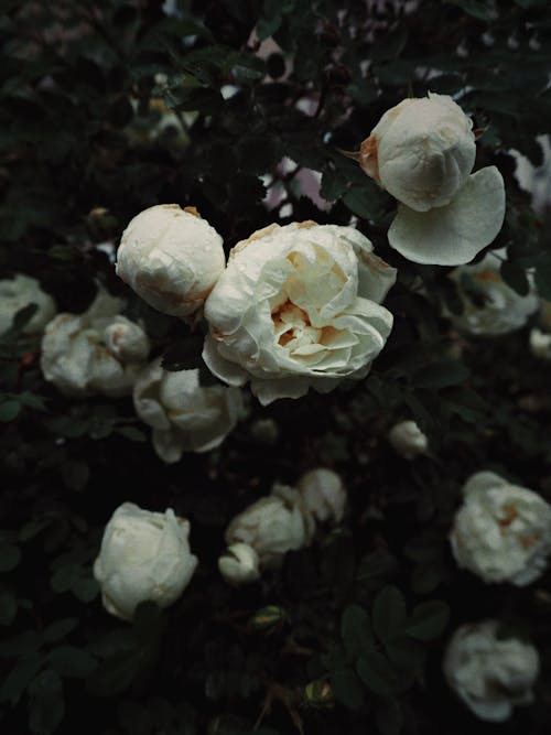 Fotobanka s bezplatnými fotkami na tému biele ruže, blahobyt, čerstvý