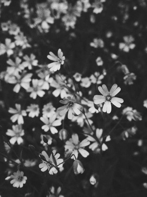 Foto d'estoc gratuïta de blanc i negre, flora, flors