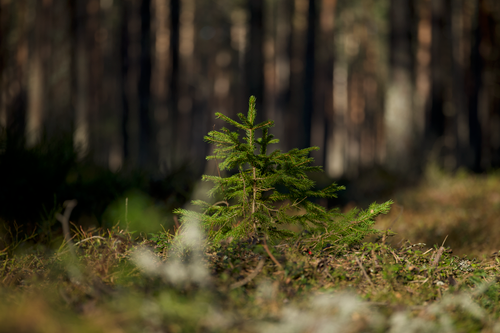 Free Close-up of a young conifer surrounded by blurred woodland foliage, evoking tranquility. Stock Photo