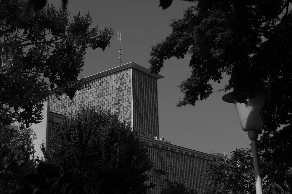 Acero, al aire libre, arboles