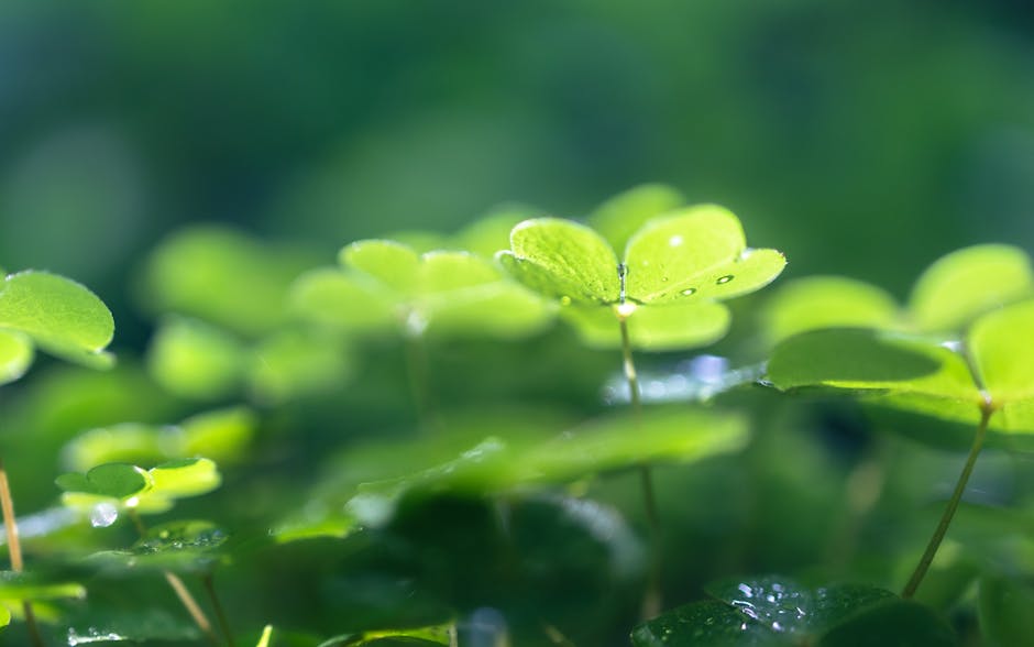 Muguri noi și trifoi în rouă, reprezentând viața care renaște după încheierea unui ciclu