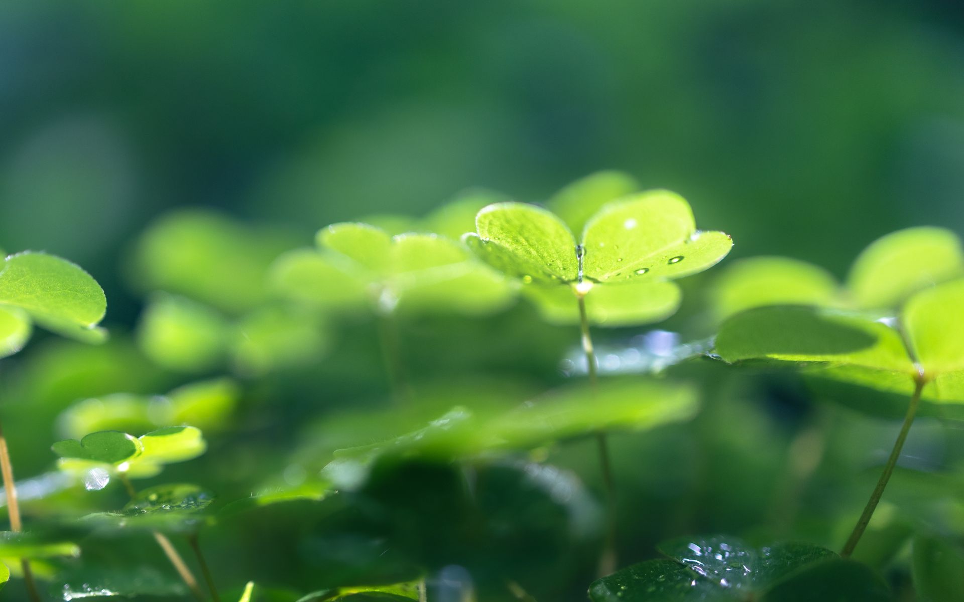 Close-up of fresh clover leaves with dew drops basking in sunlight.