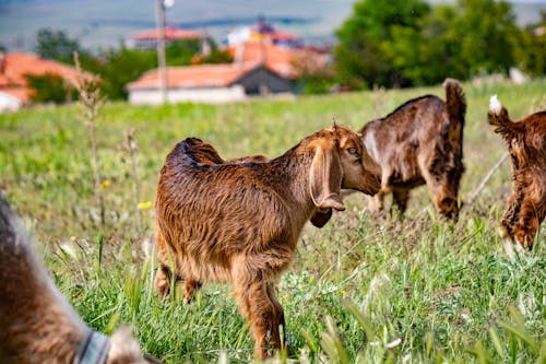 Бесплатное стоковое фото с домашний скот, животные, козы