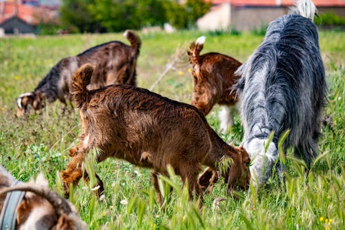 Foto profissional grátis de animal, animal de estimação, área