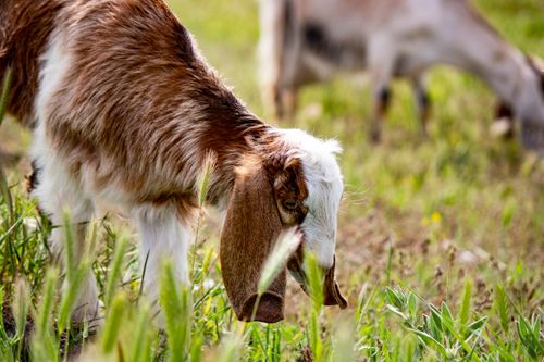 Free Close-up of a goat grazing in a sunny rural pasture, showcasing farm life. Stock Photo