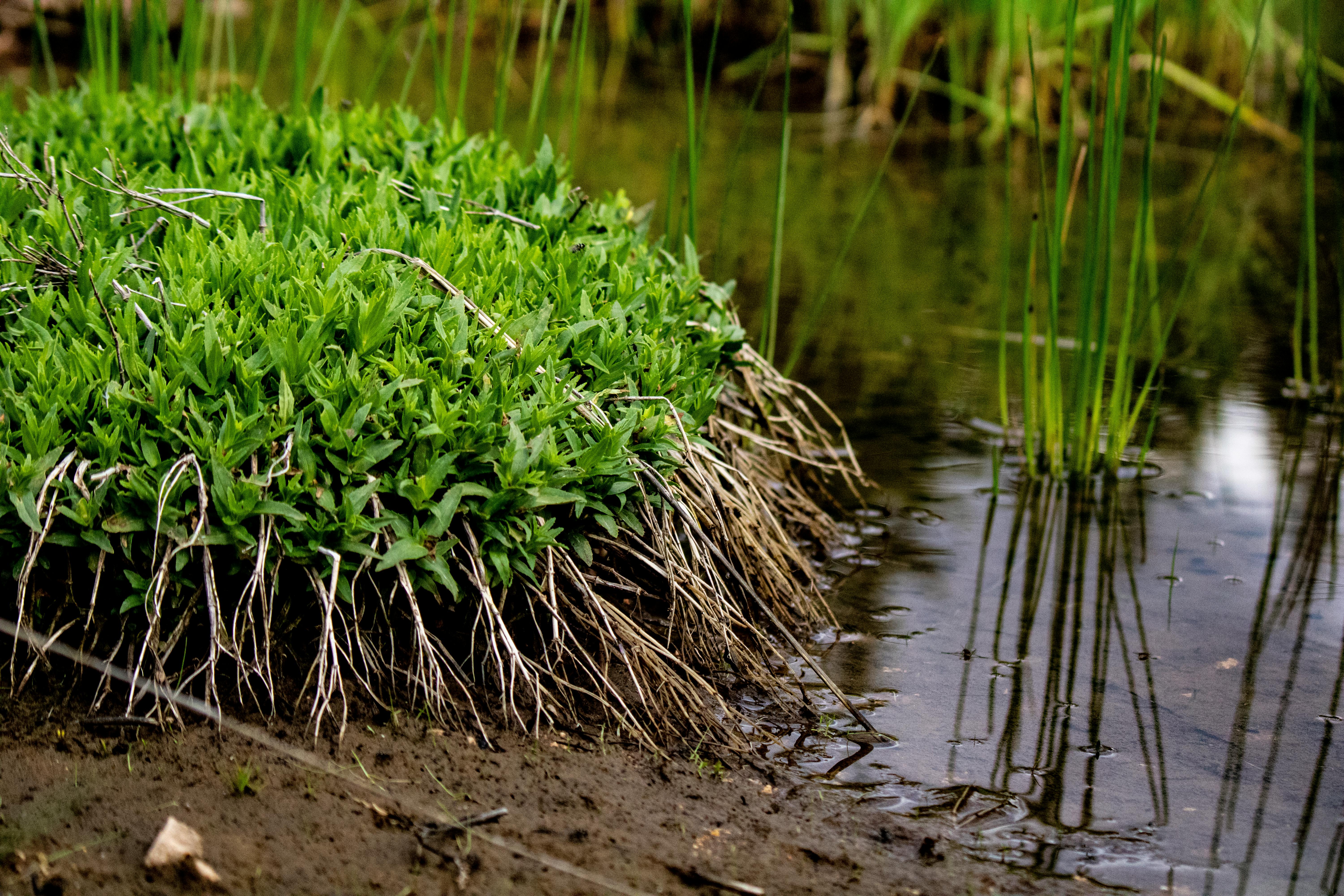 UNE students ‘Restore the Shore’ to strengthen campus climate resilience — Photo by Orhan Akbaba on Pexels