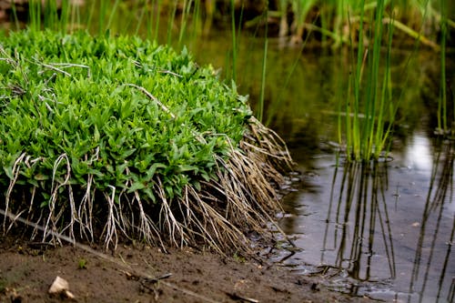 Kostenloses Stock Foto zu gewässer, gras, grün