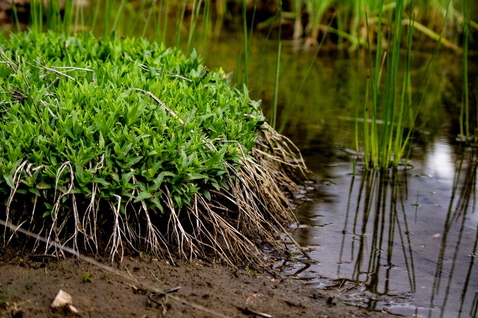 Close-up of vibrant green plants by a calm pond, capturing nature's serene beauty.