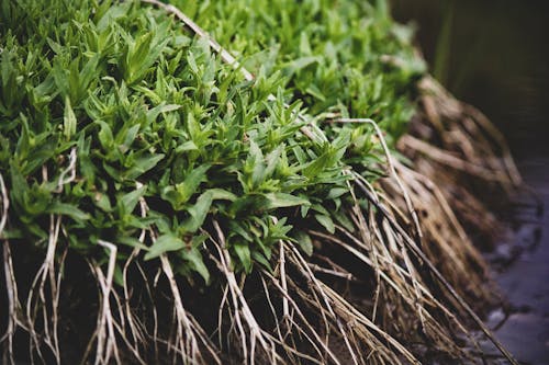 Close-up of Green Leaves and Roots of an Aquatic Plant Growing on the Shore 