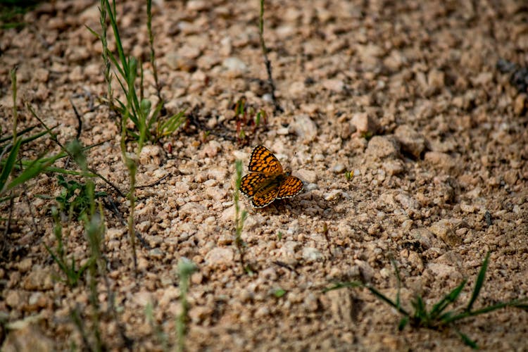 Butterfly On Ground