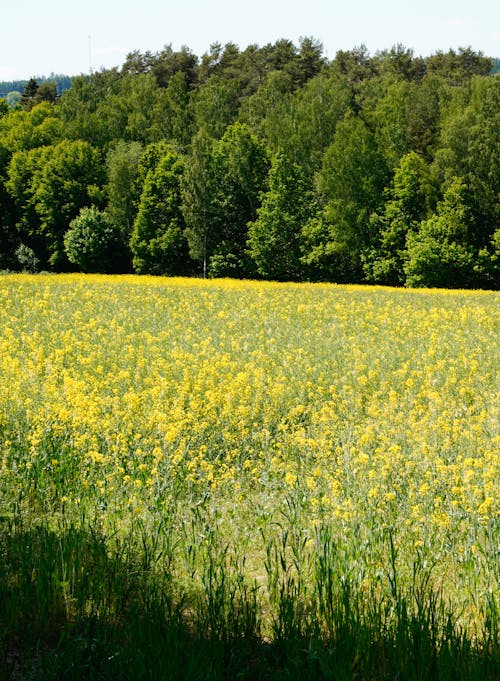 A Grass Field with Yellow Flowers and a Forest in the Background 