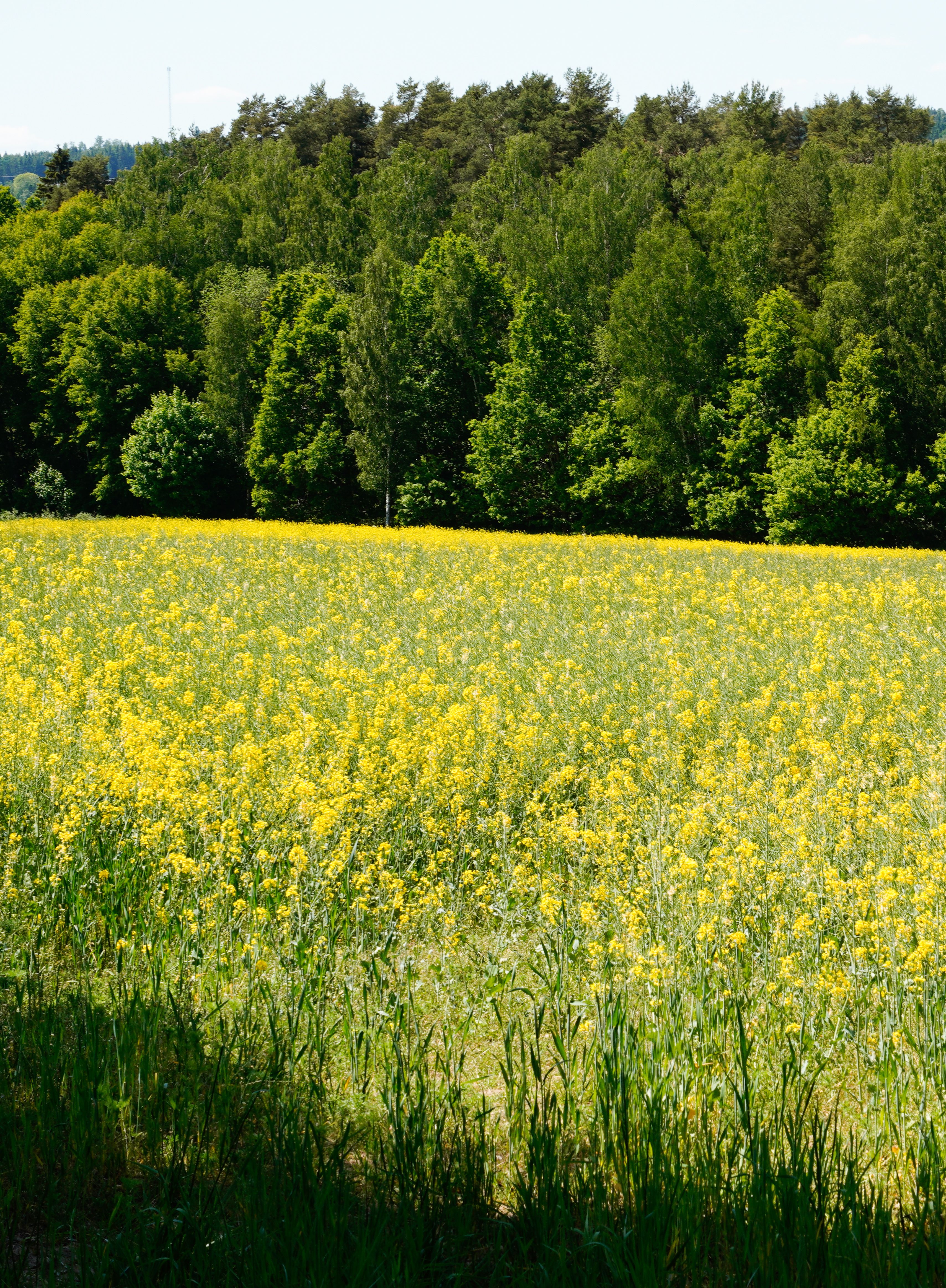 A Grass Field with Yellow Flowers and a Forest in the Background · Free ...