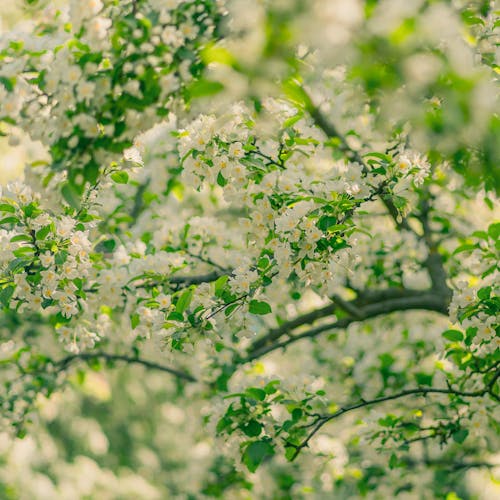 Darmowe zdjęcie z galerii z drzewo, flora, gałąź