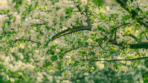 Ingyenes stockfotó ág, cseresznye, fa témában
