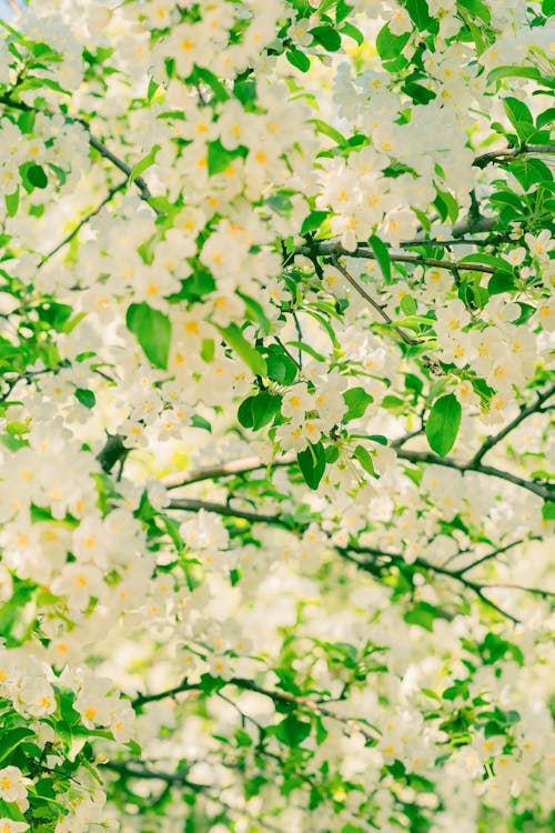 Gratis lagerfoto af blomst, fjeder, flora